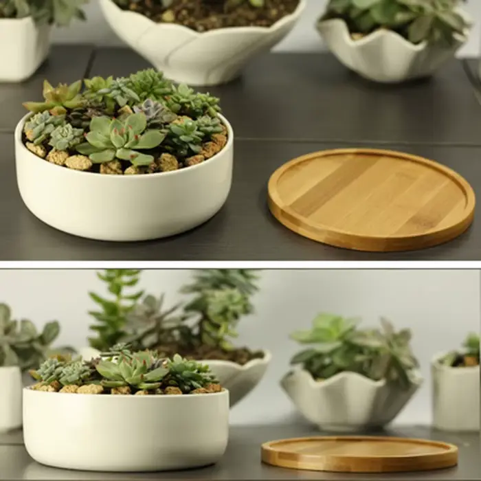 Pot de plante succulente en céramique
