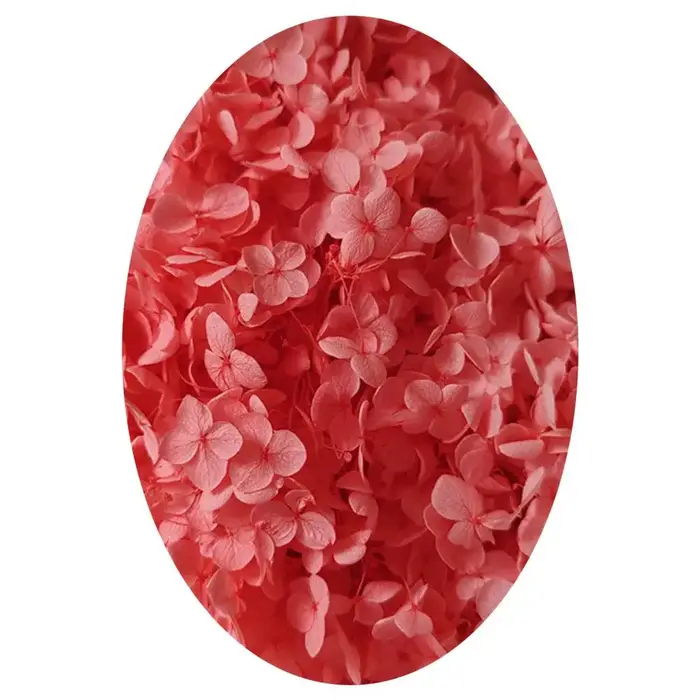 Têtes de fleurs d'hortensia séchées naturelles, fleurs de la vie éternelle, matériel de bricolage, f