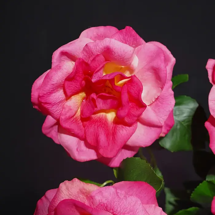 Lot de 5 roses artificielles haut de gamme effet hydratant