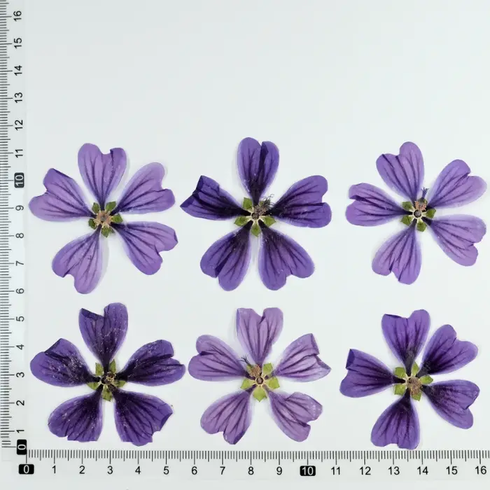 Pétale de Fleur de Mauve Murcia, Colle Goutte à Goutte, Vraie Fleur Sèche, Cadre Photo DIY, Colle Go