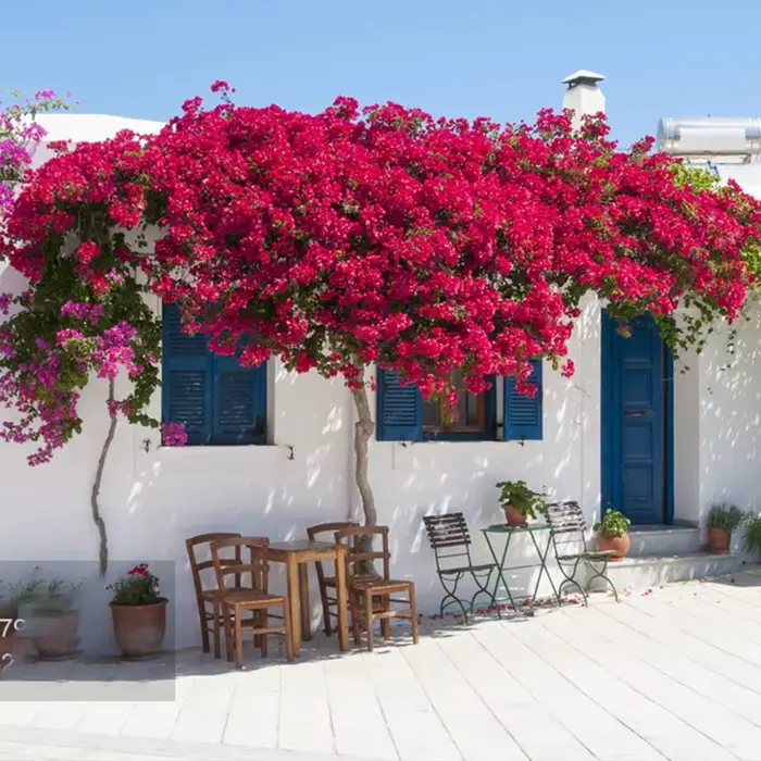 Fleur artificielle Bougainvillier en soie