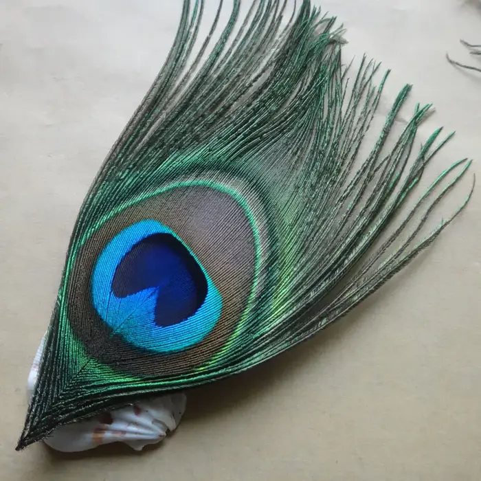Grand Oeil de Plume de paon naturel bleu