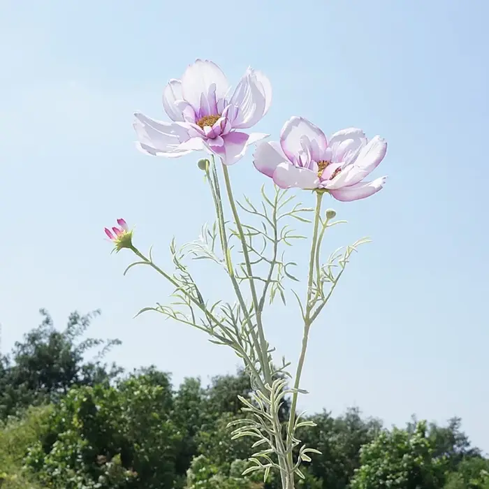 Branche de fleur artificielle Cosmos de 77 cm de longueur, design élégant, fleurs artificielles, fle
