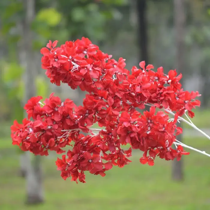 Étoile de ciel couverte de neige sans fleur
