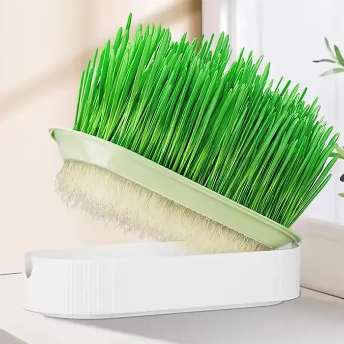 Pot de herbe hydroponique sans terre pour chat
