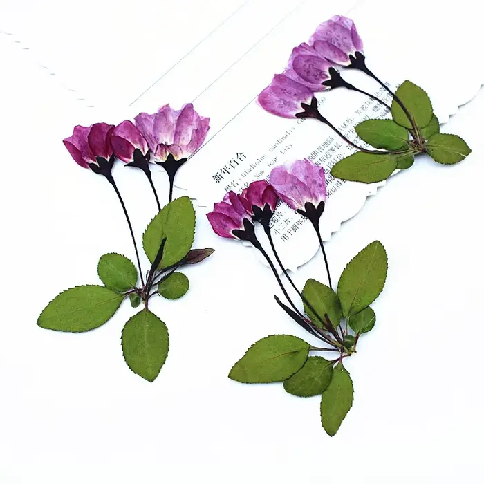 12 Pièces de Fleurs Séchées de Bégonia avec Feuilles pour Remplissage de Moules en Résine Époxy DIY