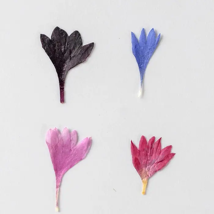 Fleur de centagaine séchée pressée