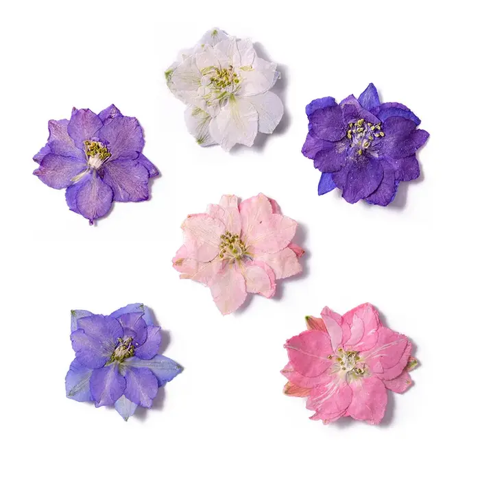 Fleurs de Gaura Lindheimeri pressées et séchées, 120 pièces, plantes sèches pour pendentif en résine époxy, fabrication de bijoux, accessoires artisanaux pour bricolage