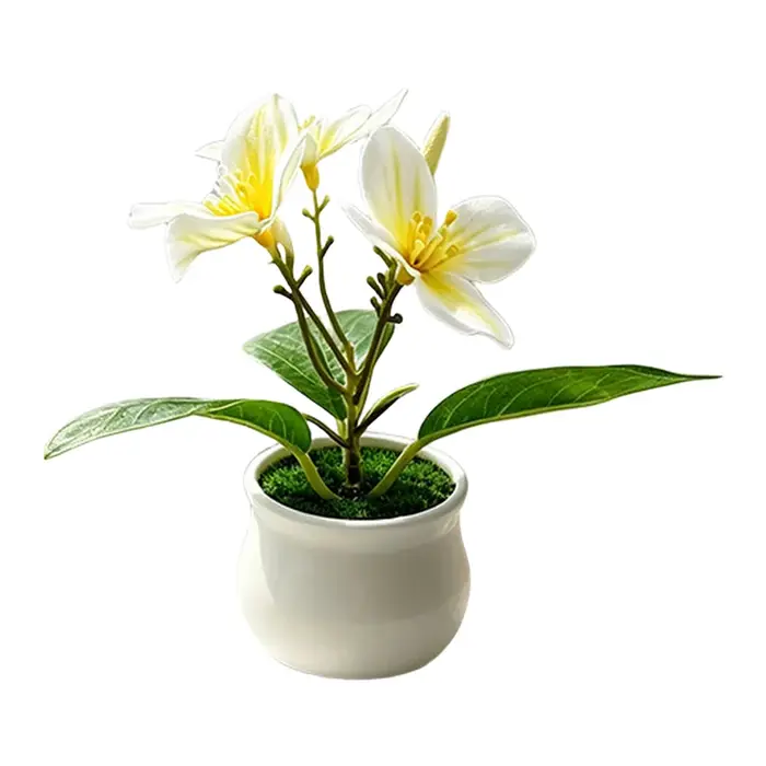 Plante d'orchidée compacte en pot pour usage intérieur et extérieur