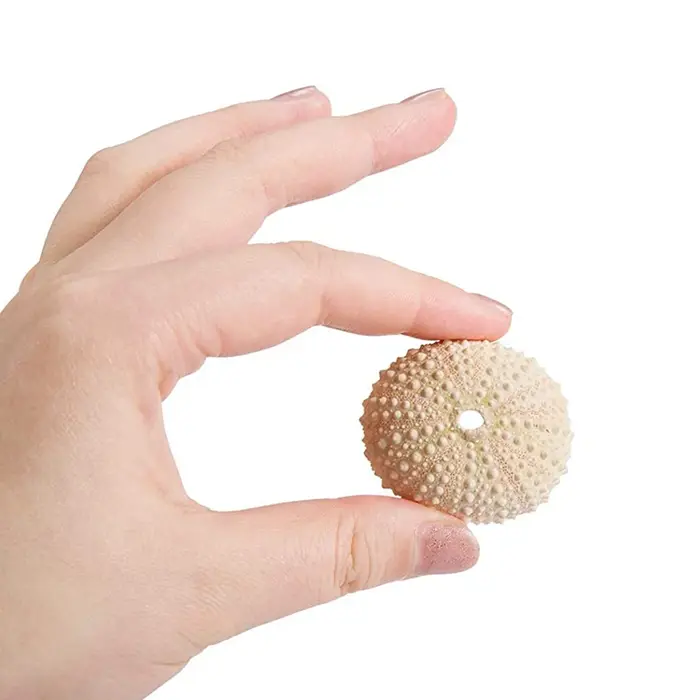 Coquille d'oursin naturel pour décoration