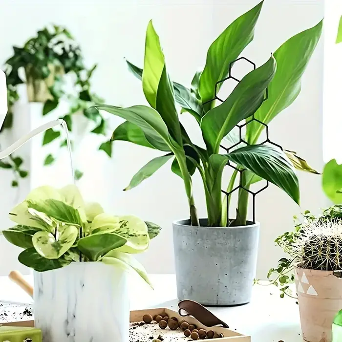 Cadre de Support pour plantes