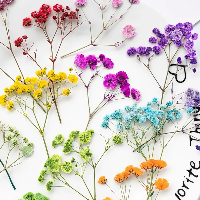 12 pièces, fleurs de gypsophile séchées et pressées teintées