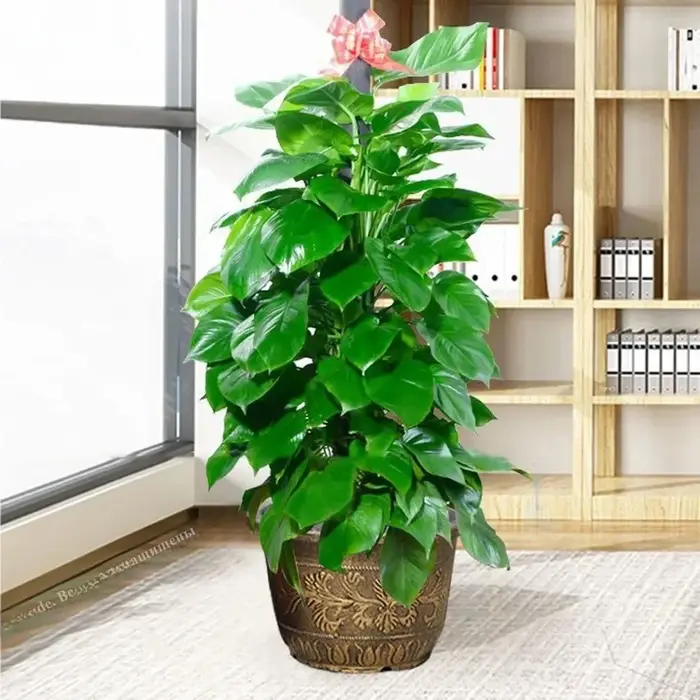 Pot de fleurs en résine Lotus, grande capacité 7,5 L, réservoir d'eau, hauteur 19 cm, pot de fleurs rétro en cuivre bronze, jardinage à domicile