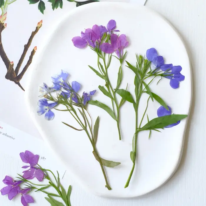 6 pièces/8-13 cm, fleurs séchées pressées naturelles Lobelia Erinus avec tiges