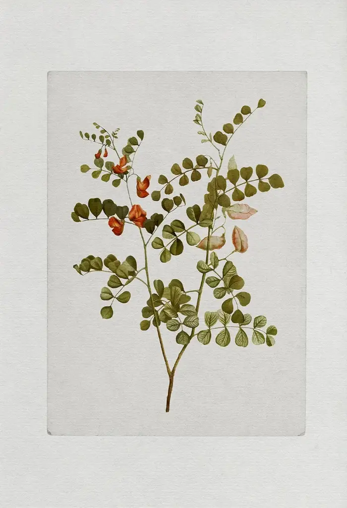 Affiche murale rustique botanique Vintage, fleurs, herbes, peinture sur toile, imprimés muraux, imag