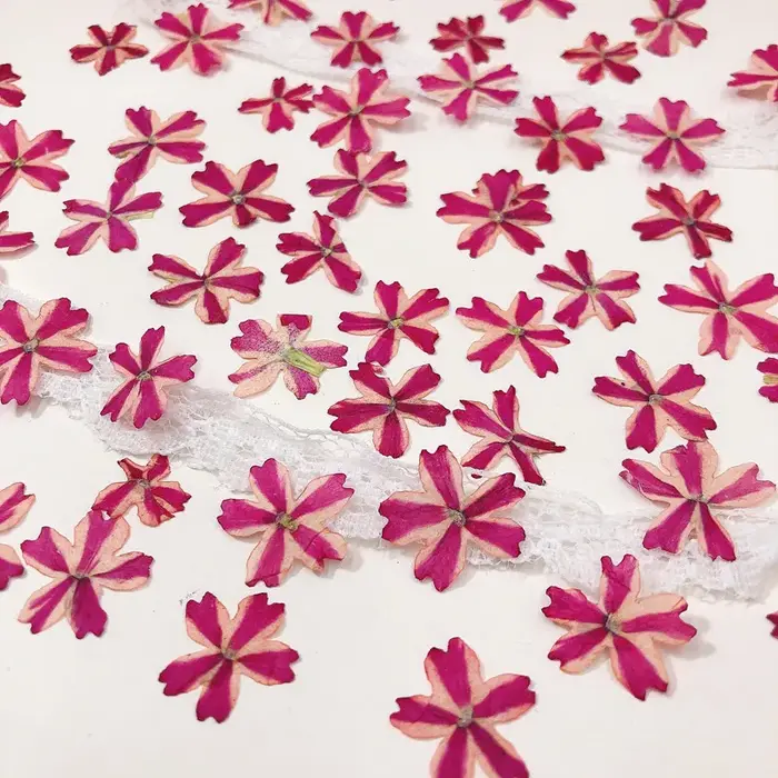 Fleur de verveine Hortensis séchée pressée, 60 pièces, pour bijoux, signet, carte postale, cadre Pho