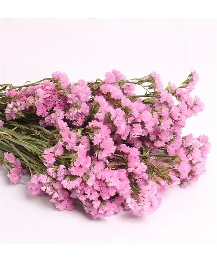 Bouquet de fleurs immortel pour la décoration intérieure, Myosotis séchés naturels, Bouquets Sylvati