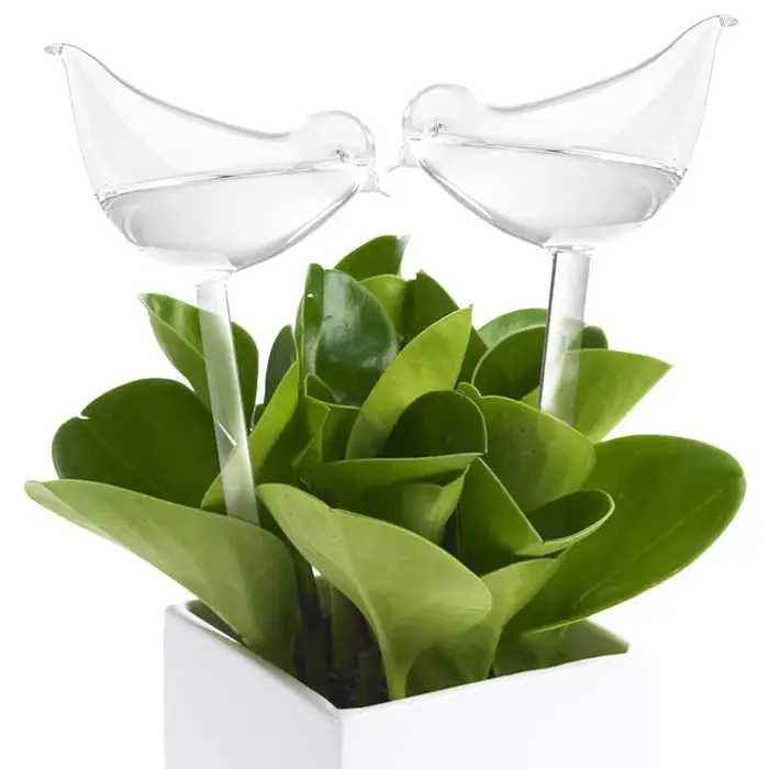 Ampoules d'arrosage automatique pour plantes