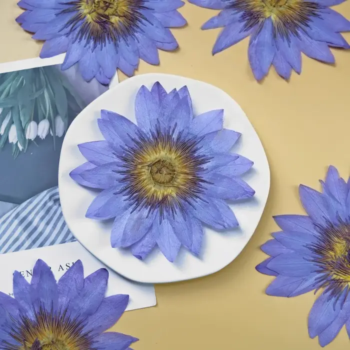 Pétales de Nénuphar Bleus Naturels Pressés et Séchés pour la Résine Époxy, Marque-pages, Cadres Photo, Fournitures Artisanales DIY Flora