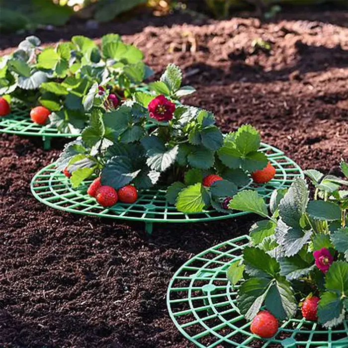 Support de plantes à fraises