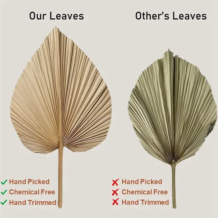 !2025 4 pièces de feuilles de palmier séchées naturelles