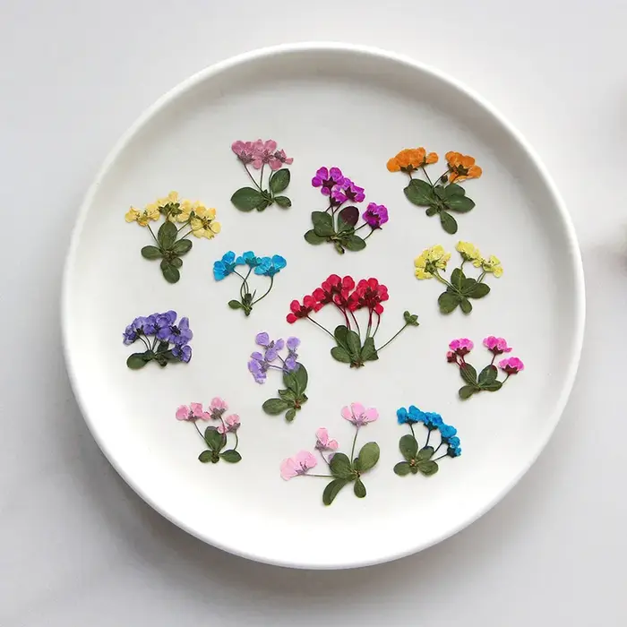 2-3cm/12pcs, Petites fleurs pressées