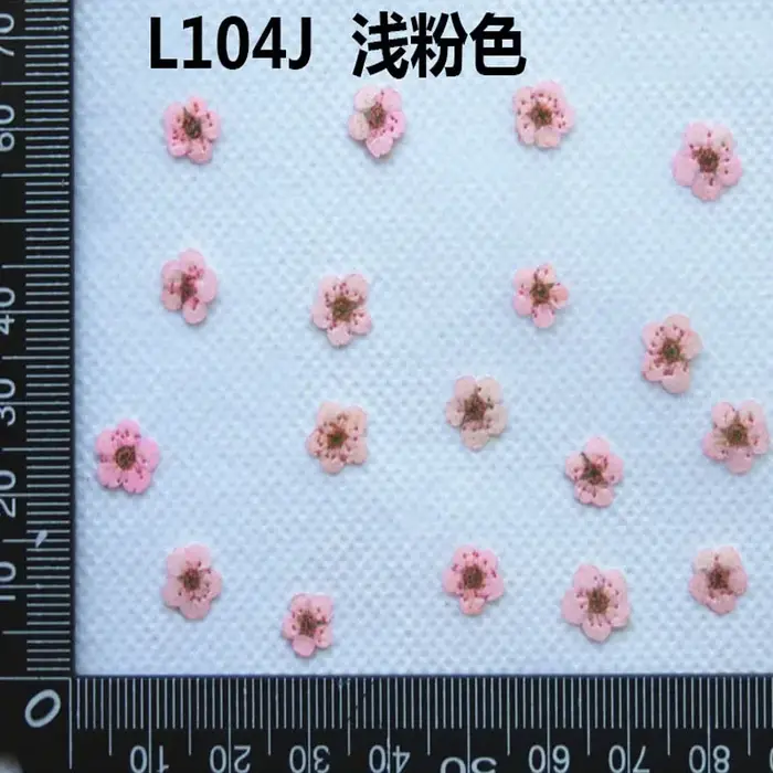 250 pièces Mini pressé séché Narcisse Jonquilla fleur plante herbier pour résine époxy bijoux signet