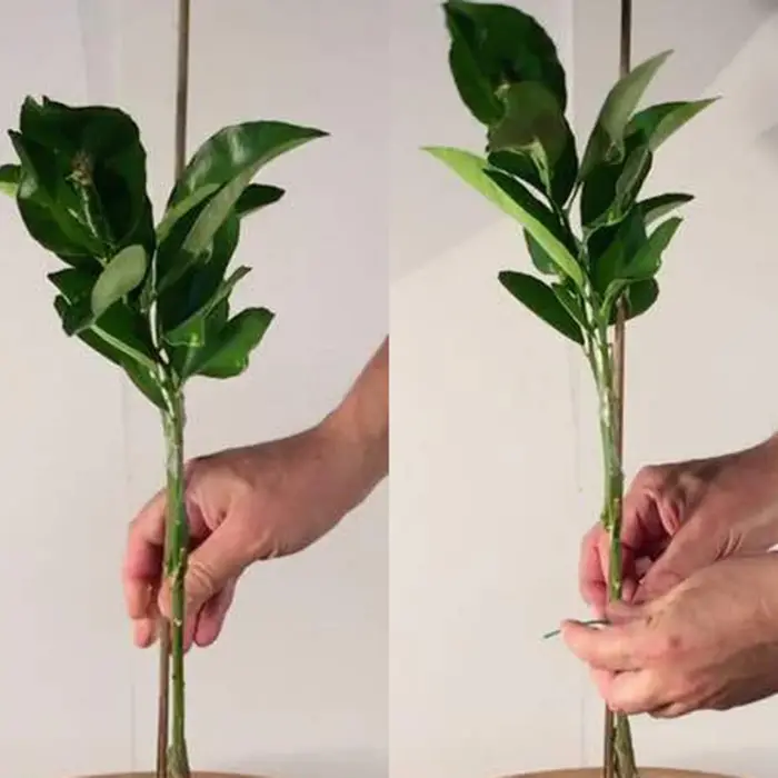 Bâtons en bois de bambou de 40cm, 50 pièces, bâtons professionnels pour plantes de jardin, cannes à