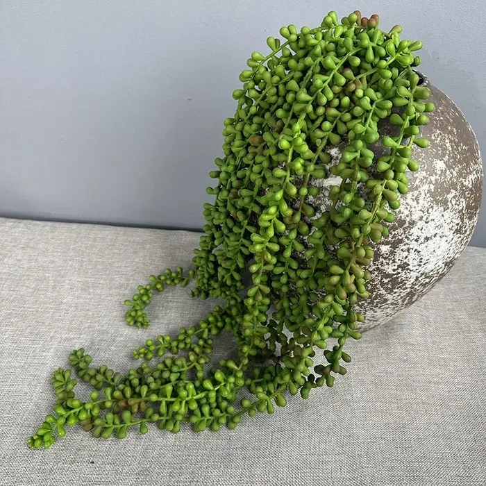 Plantes succulentes artificielles vives