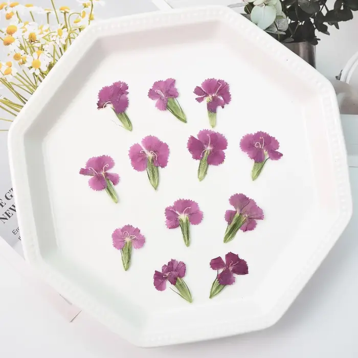 24 pièces/2-3CM, œillet naturel fleur séchée en relief acacia prune vraie