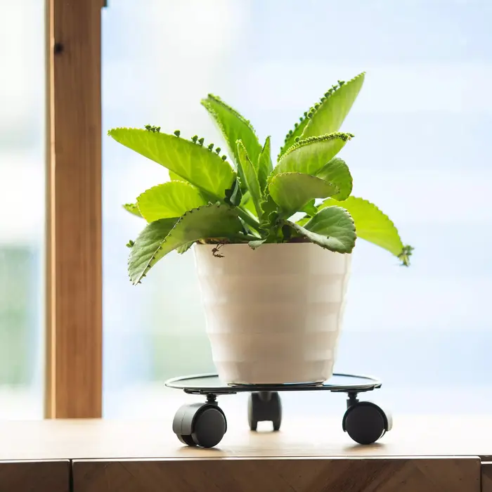 Soucoupe à plantes support