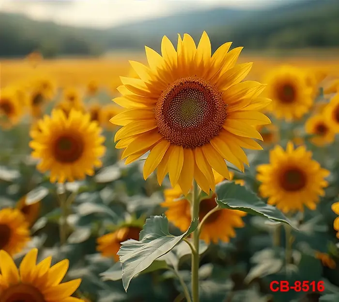 Décors de tournesols jaunes pour la photographie