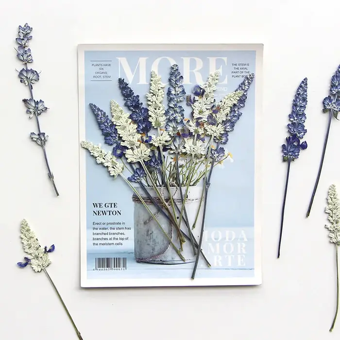 12 pièces/6-10 cm, en gros, spécimens de salvia naturelle, fleurs pressées pour marque-pages DIY, colle goutte à goutte, cadres photo décoratifs, matériaux végétaux