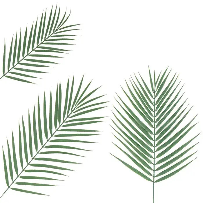 Feuilles de palmier Monstera Tropical