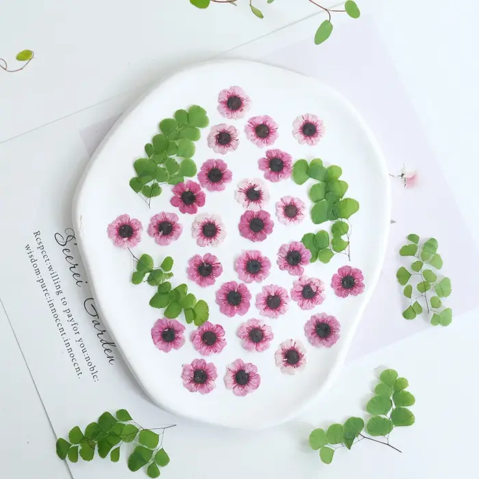 1-2cm/12pcs, Têtes de fleurs de Manuka rouges pressées