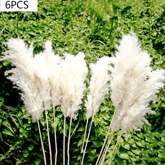 Bouquet de fleurs séchées de pampa moelleuses