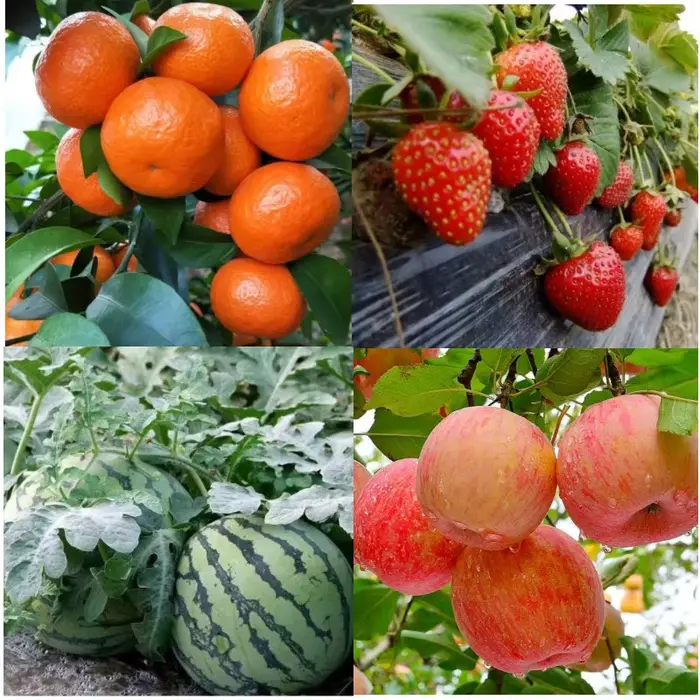 Engrais aux fruits Cultures de tubercules rehaussante DCPTA 99%