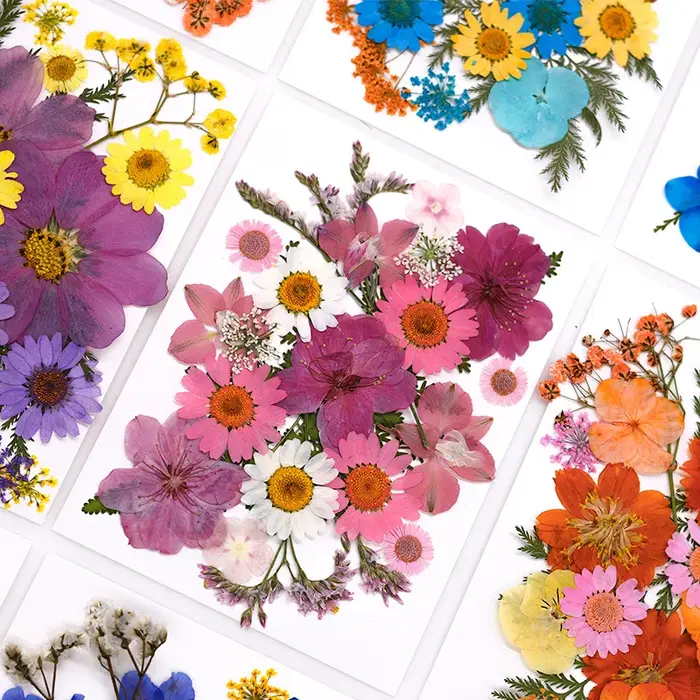 Fleur séchée pour bricolage
