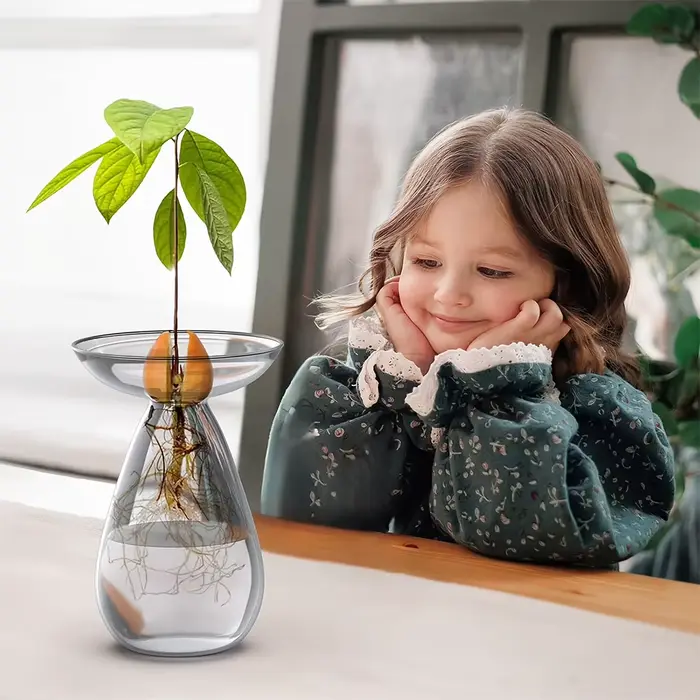 Vase hydroponique d'avocat