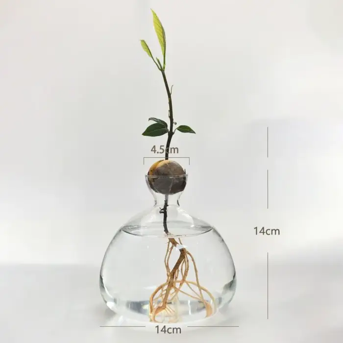 Kit de plantes en verre avec autocollants pour les amateurs de jardinage