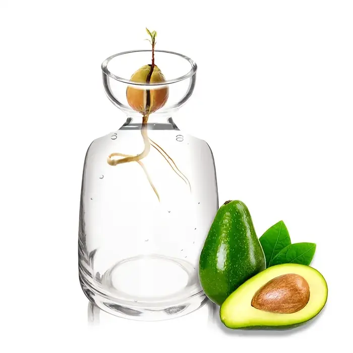 Vase de démarrage de graines d'avocat en deux pièces - Créez votre propre arbre