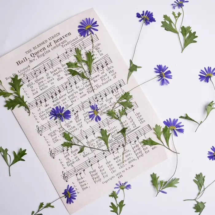 12 pièces, fleurs pressées séchées à l'iris à tige violette
