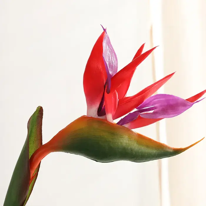Grand oiseau de paradis