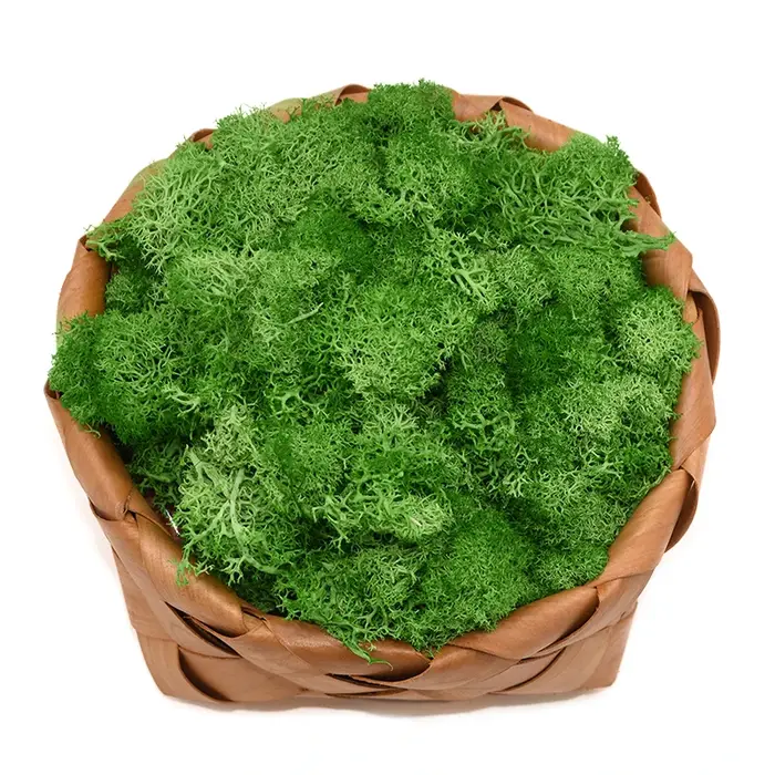 Mousse Naturelle Artificielle pour Décoration de Jardin