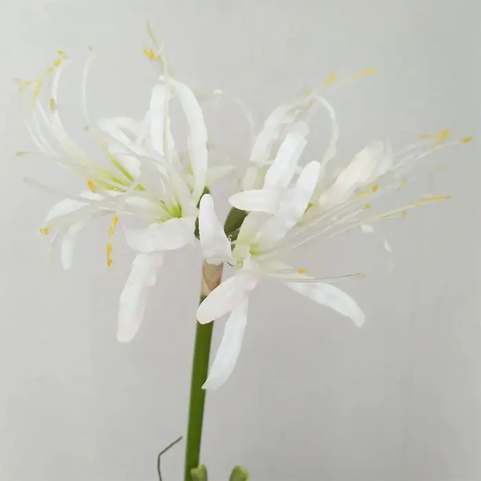 Fleur artificielle séchée pour la décoration de la maison