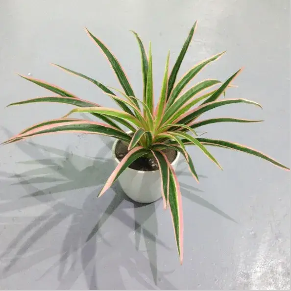 Branche artificielle de Chlorophytum Comosum, plantes en plastique, décoration de mariage, Simulatio
