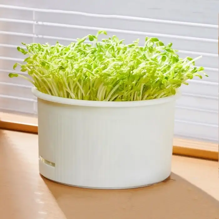 Pots de culture de pousses de légumes en plastique