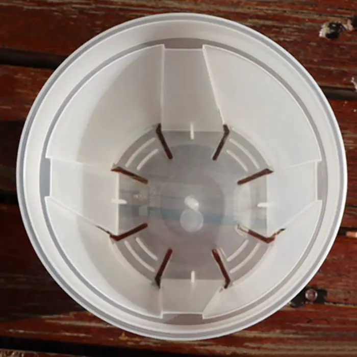 Pots d'orchidées en plastique transparent avec trous