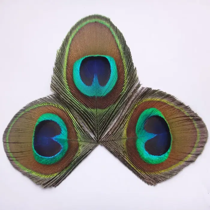 Grand Oeil de Plume de paon naturel bleu
