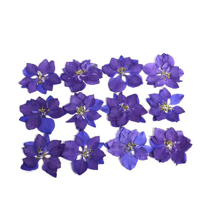 60X pressé séché naturel Consolida Ajacis fleurs plantes herbier pour bijoux coque de téléphone cadre Photo carte postale Scrapbook bricolage